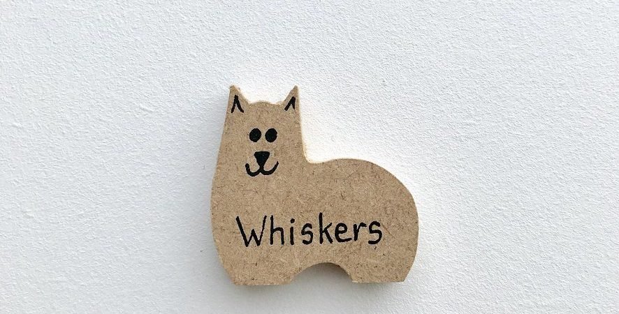 Cat Character